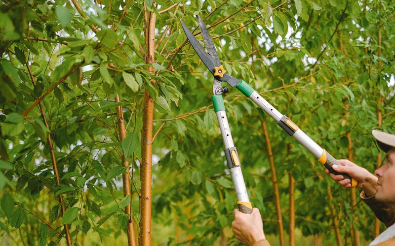 Tree trimming in Greensburg, KY